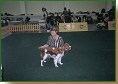 Eurodog show Bratislava 2003. Vborn 2. Pro zvten kliknte